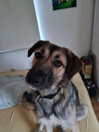 Dogorama Photo Challenge - Hundeblick zum hinschmelzen-Beitrag-Bild