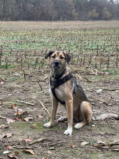 Herdenschutzhunde-Beitrag-Bild