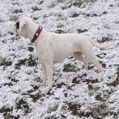 Hundetreffen-Hundetreff-Bild