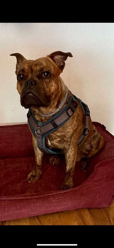 Olde English Bulldogge-Beitrag-Bild