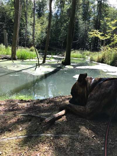 Dogorama-Monats-Challenge-Mai "Wasser"-Beitrag-Bild