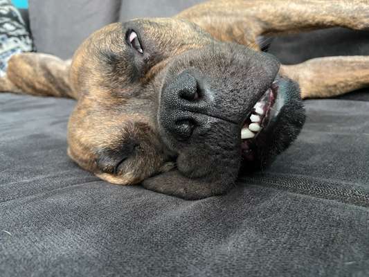 Zeige das lustigste Bild eures Hundis-Beitrag-Bild