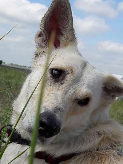 Außergewöhnliche Merkmale-Beitrag-Bild