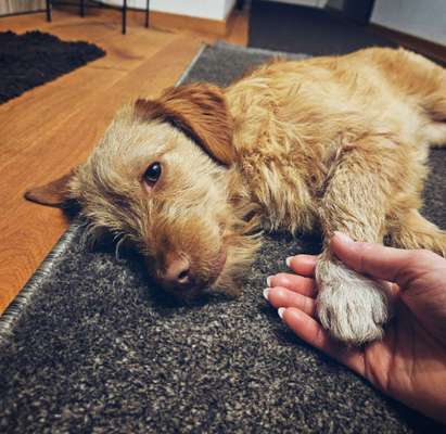 Auslandstierschutz-Beitrag-Bild