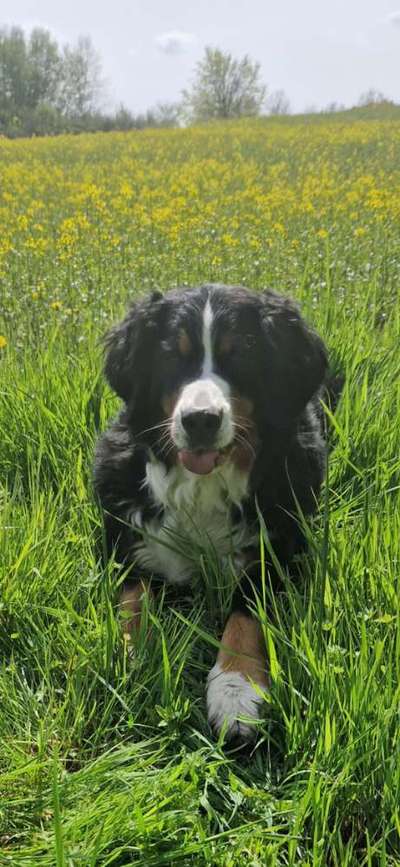 Berner Sennen-Beitrag-Bild