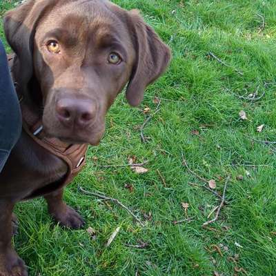 Hundetreffen-Junghund Spieltreffen / Gassirunde-Bild