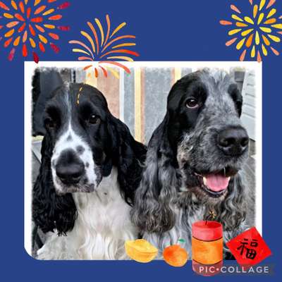 Cocker Spaniel-Beitrag-Bild