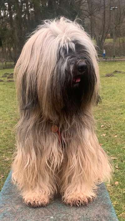 Tibet Terrier-Beitrag-Bild