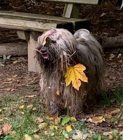 Herbst Bilder-Beitrag-Bild