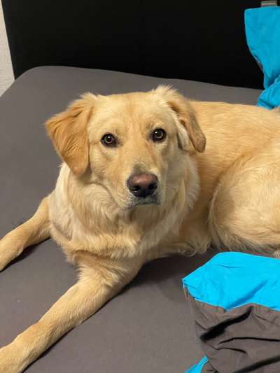 Mischlingshunde Foto Aufruf-Beitrag-Bild