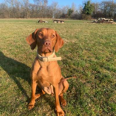 Hundetreffen-Gassi / Training