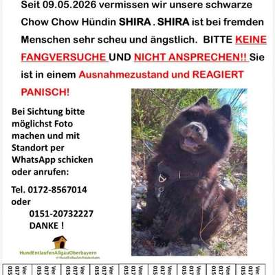Suchmeldung-Shira-Bild