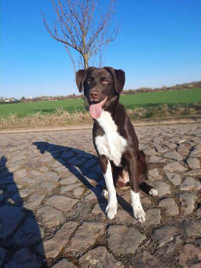 Mischlinge raten - Rätselspaß-Beitrag-Bild