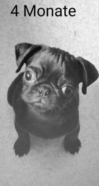 Welpen Bilder !-Beitrag-Bild