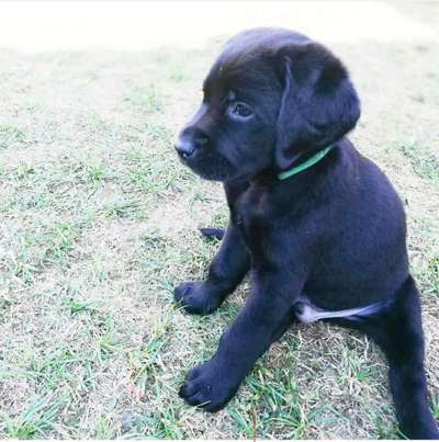 Welpen Bilder !-Beitrag-Bild