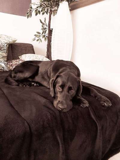 Rasseporträt Labrador-Beitrag-Bild