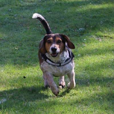 Hundetreffen-Gassi Runden-Bild