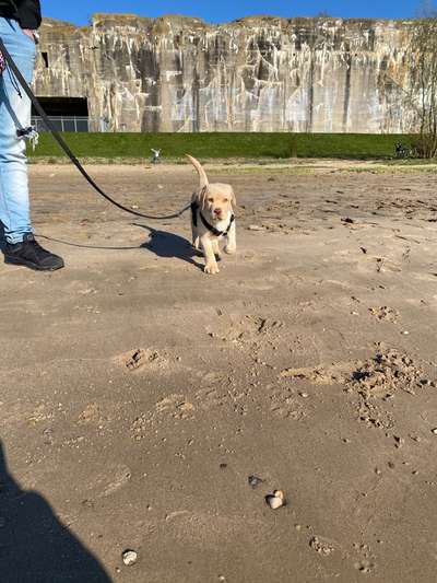 Hundetreffen-Welpentreffen-Bild