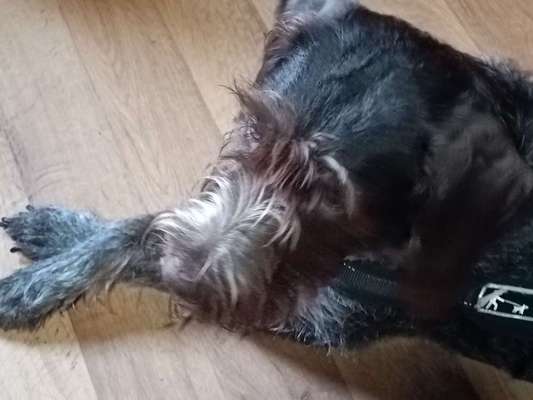 Warum soviele Hunde die wieder abgegeben werden?-Beitrag-Bild