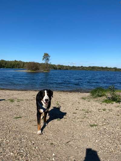 Schweizer Sennenhunde-Beitrag-Bild