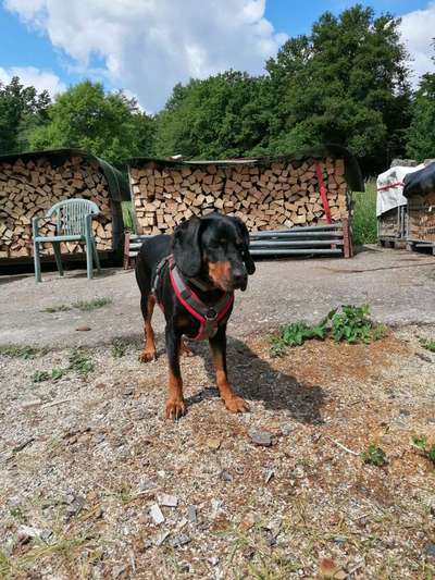 Hundetreffen-Gassi und Trainingsrunde-Bild
