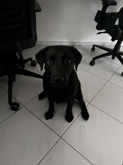 Hundetreffen-Spielgefährte/Playdate-Bild