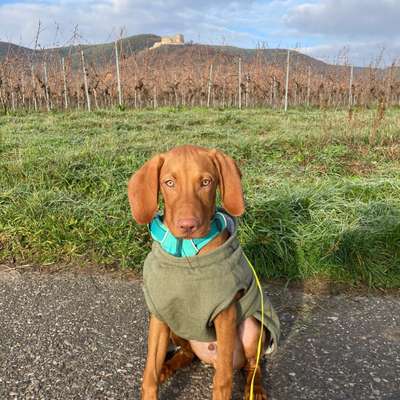 Hundetreffen-Gassi gehen mit Training-Bild