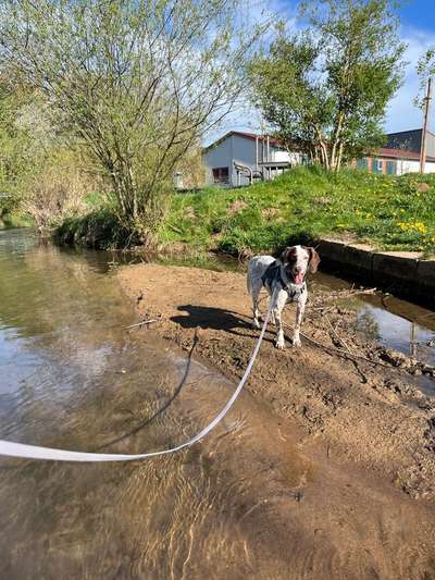 Hundetreffen-Gassi- & Spielfreunde gesucht-Bild