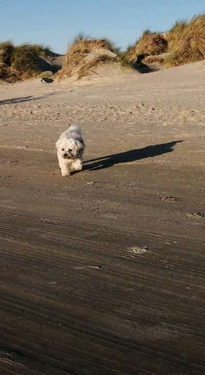 Die Dogorama Kalender Challenge 4/4-Beitrag-Bild