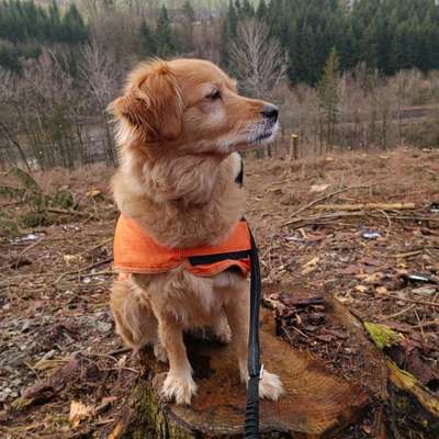 Auslandstierschutz-Beitrag-Bild