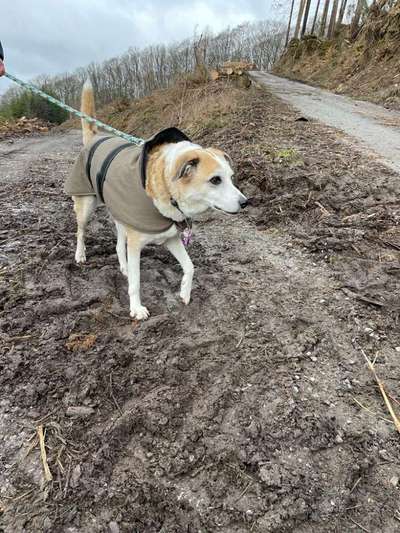 Auslandstierschutz-Beitrag-Bild