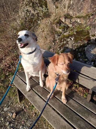 Auslandstierschutz-Beitrag-Bild