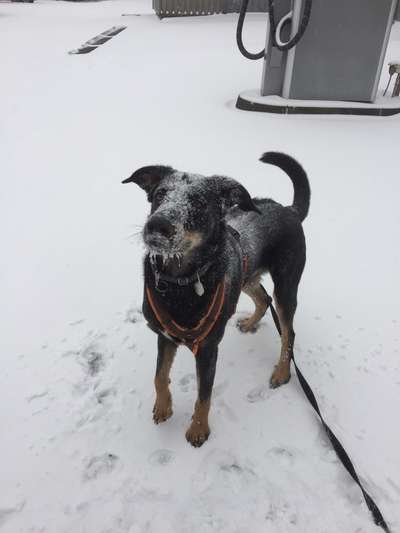 Zeigt die schönsten Schneebilder von eurer Fellnase ❄️-Beitrag-Bild