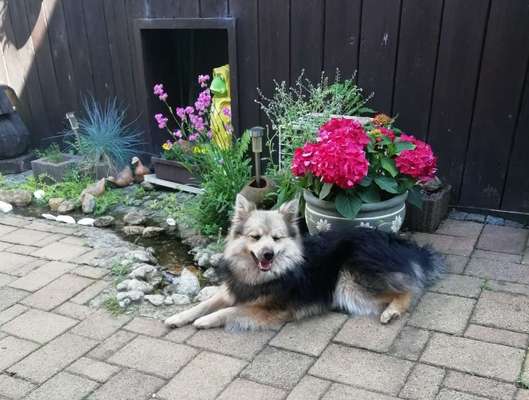 Die Dogorama Kalender Challenge 4/4-Beitrag-Bild