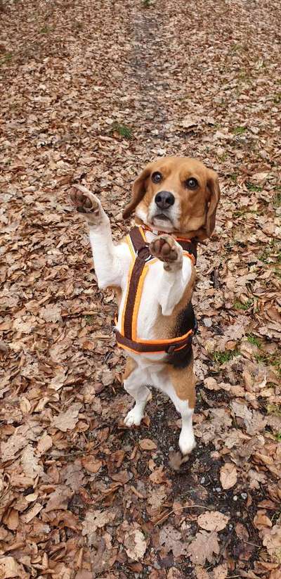 Hundetreffen-Meet&Greet🐶🐾-Bild