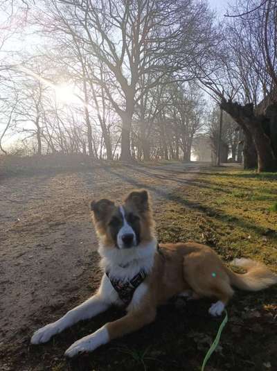 Hundetreffen-Suche Trainingspartner/Gassikumpel-Bild