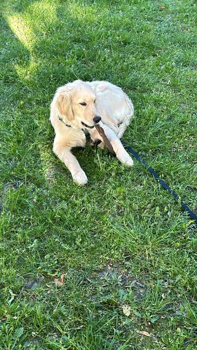 Hundetreffen-Treff zum Spielen und Spazieren-Bild