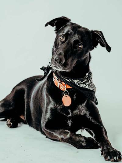 Labradorfans-Beitrag-Bild