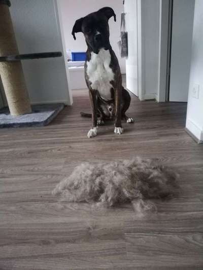 Verfilzung von Fell-Beitrag-Bild