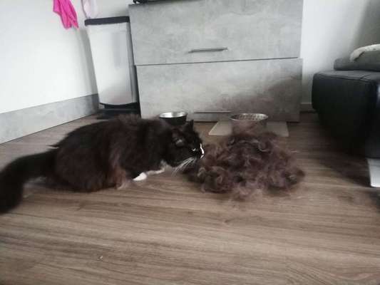 Verfilzung von Fell-Beitrag-Bild