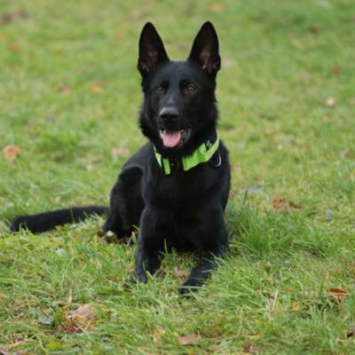 Hundetreffen-Trainingspartner für Leinenpöbler-Bild