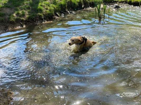 Dogorama-Monats-Challenge-Mai "Wasser"-Beitrag-Bild