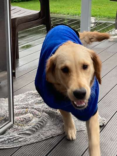 Die Dogorama Wochen Challenge: “Regenspaziergänge"-Beitrag-Bild