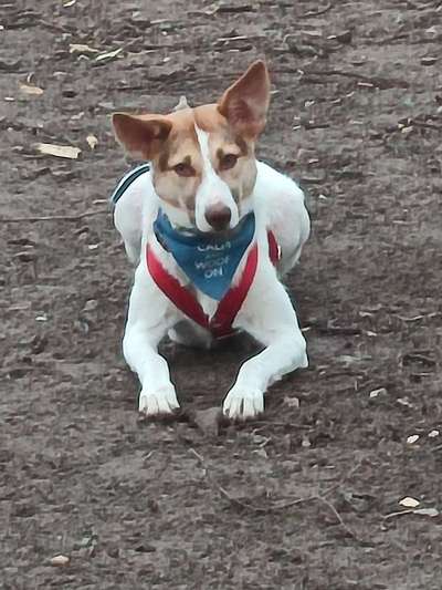 Auslandstierschutz-Beitrag-Bild