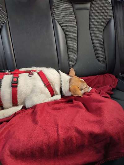 FOTOCHALLENGE 70 - Dein Hund im Auto-Beitrag-Bild