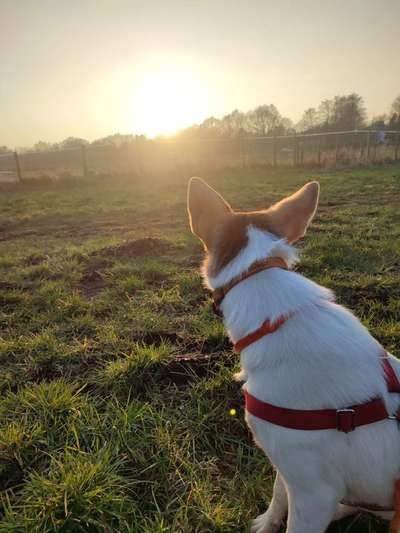 Dogorama Photo Challenge - Der Frühling kommt-Beitrag-Bild