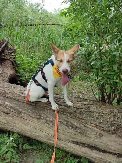 Handy Foto Challenge Nr. 49: Mein Freund der Baum-Beitrag-Bild