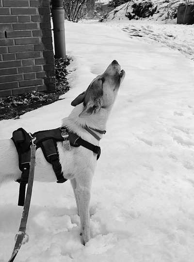 Foto-Challenge 76: Foto in Schwarz-Weiss-Beitrag-Bild