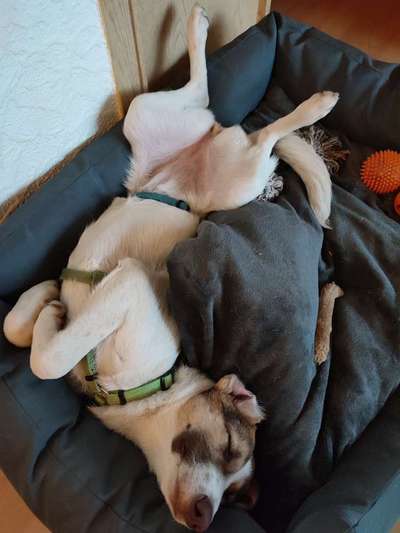 Fotochallenge NR. 123     -Karneval der Tiere--Beitrag-Bild