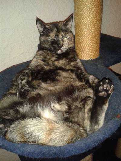 Hundebilder-Beitrag-Bild